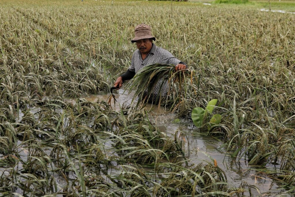 Lahan Terendam Banjir, Petani Munye Matang Ubi Gagal Panen