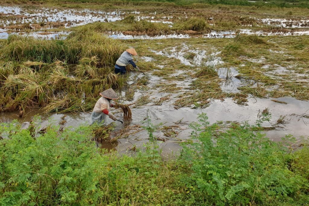 Lahan Terendam Banjir, Petani Munye Matang Ubi Gagal Panen