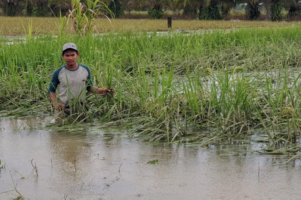 Lahan Terendam Banjir, Petani Munye Matang Ubi Gagal Panen