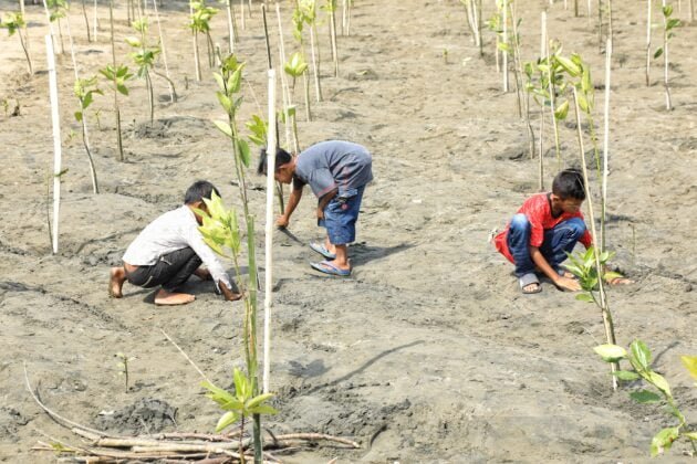 [Foto]: Aksi Pangdam Menanam Seribu Mangrove Bersama Warga