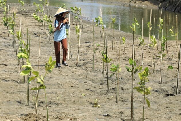 [Foto]: Aksi Pangdam Menanam Seribu Mangrove Bersama Warga