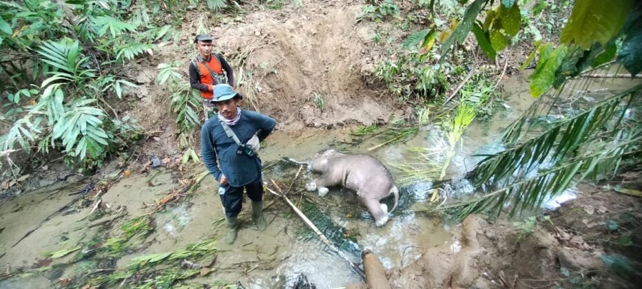 [Foto]: Dua Ekor Gajah Ditemukan Mati Di Aceh