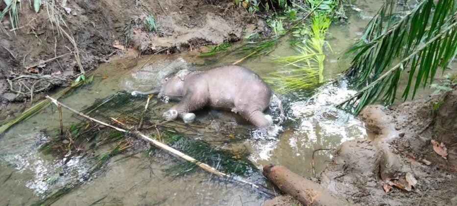 [Foto]: Dua Ekor Gajah Ditemukan Mati Di Aceh