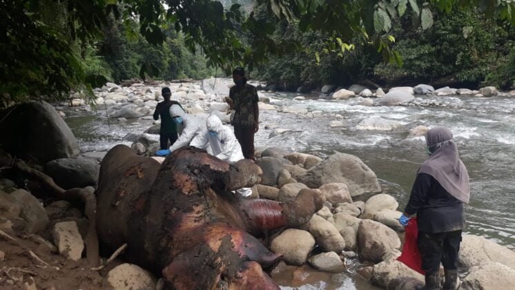 [Foto]: Dua Ekor Gajah Ditemukan Mati Di Aceh