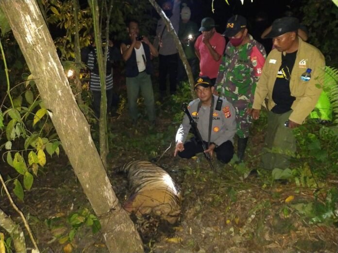 Tiga Harimau Mati Terkena Jerat Babi, Ini Kata Polisi