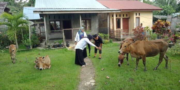 22 Hewan Ternak di Aceh Utara Terindikasi PMK