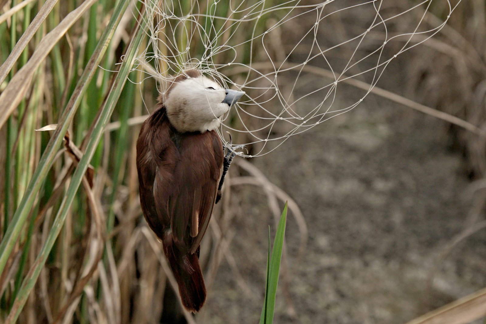 Hama Burung Pipit