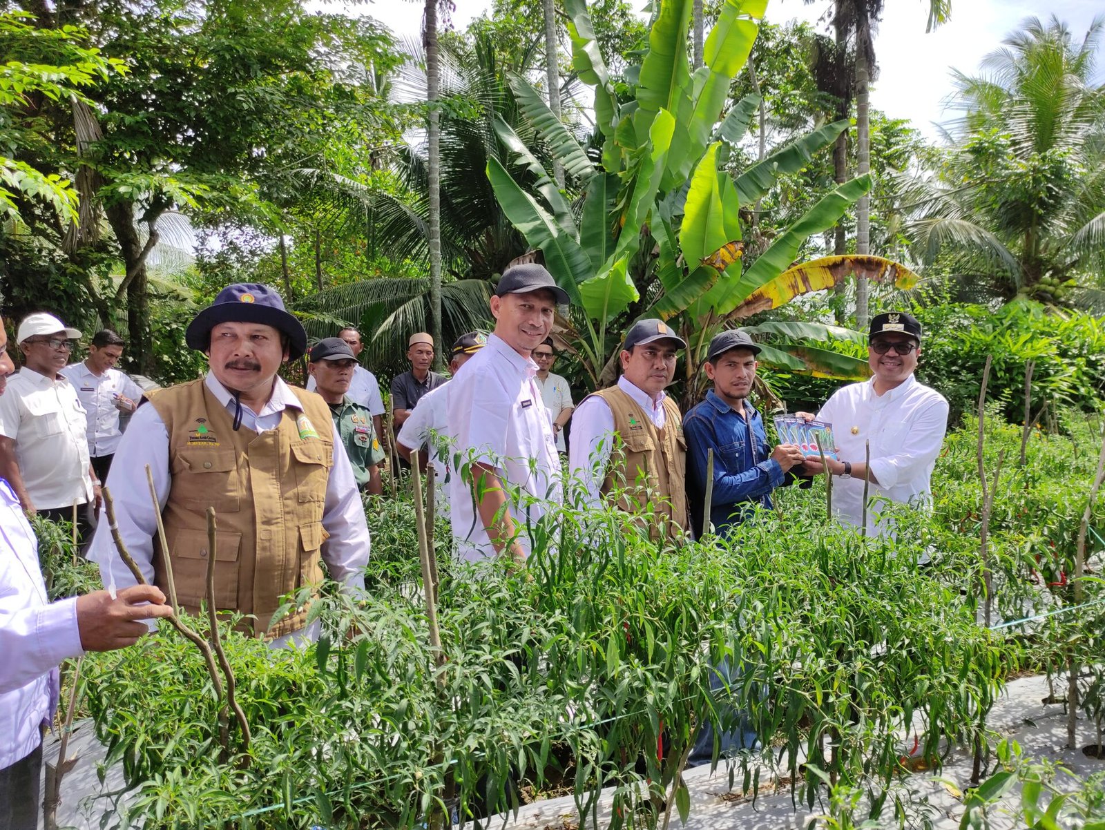 Ternak Ayam Broiler, BUMG Di Aceh Utara Ini Raup Omzet Ratusan Juta Per ...