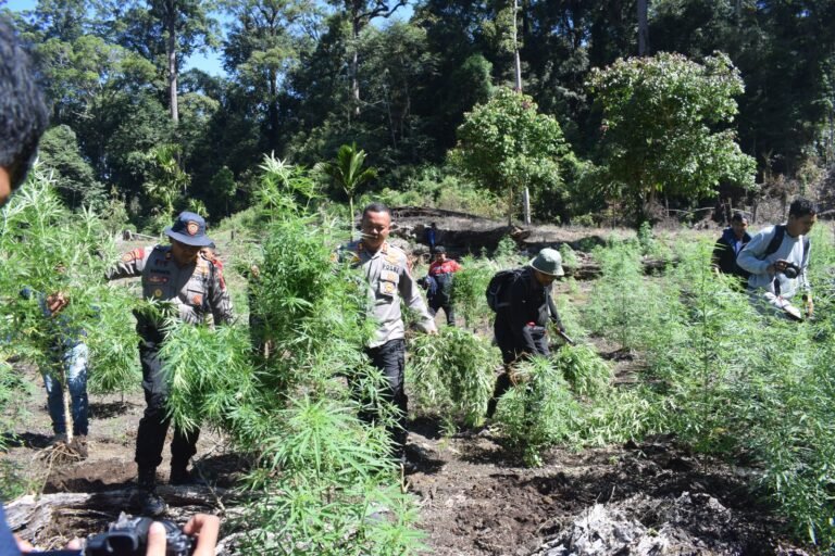 Polres Aceh Barat Temukan 32 Hektar Ladang Ganja