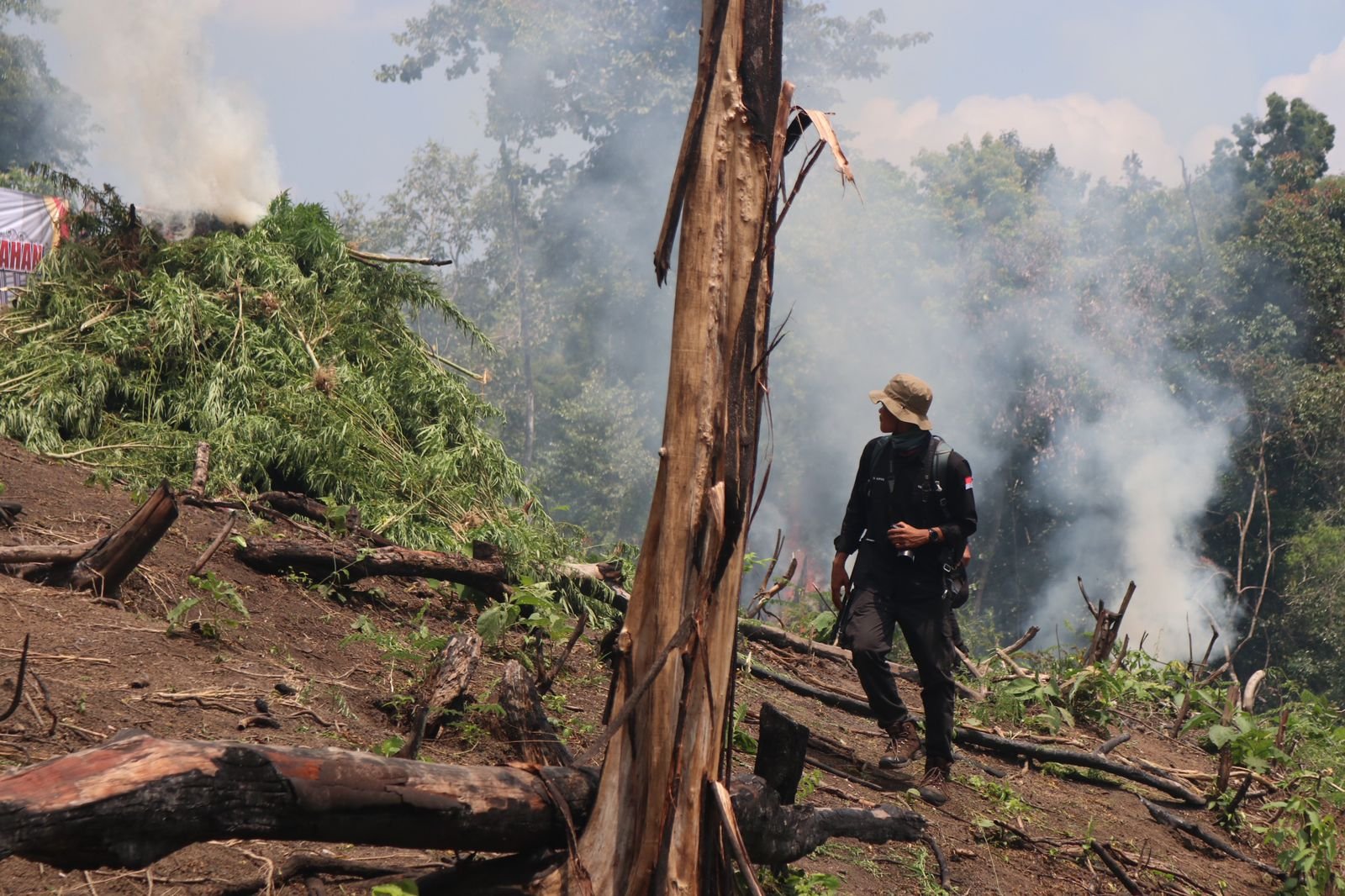 Foto: Kapolda Aceh Pimpin Pemusnahan Ladang Ganja