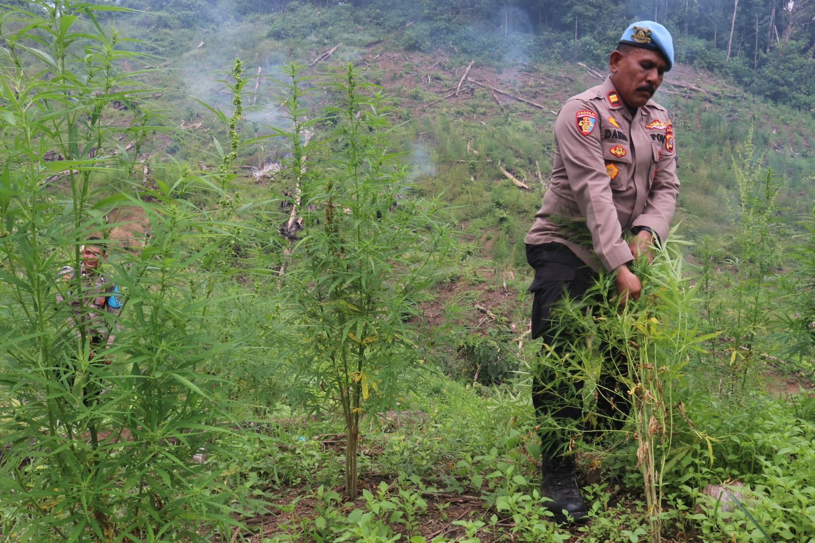 Foto: Kapolda Aceh Pimpin Pemusnahan Ladang Ganja